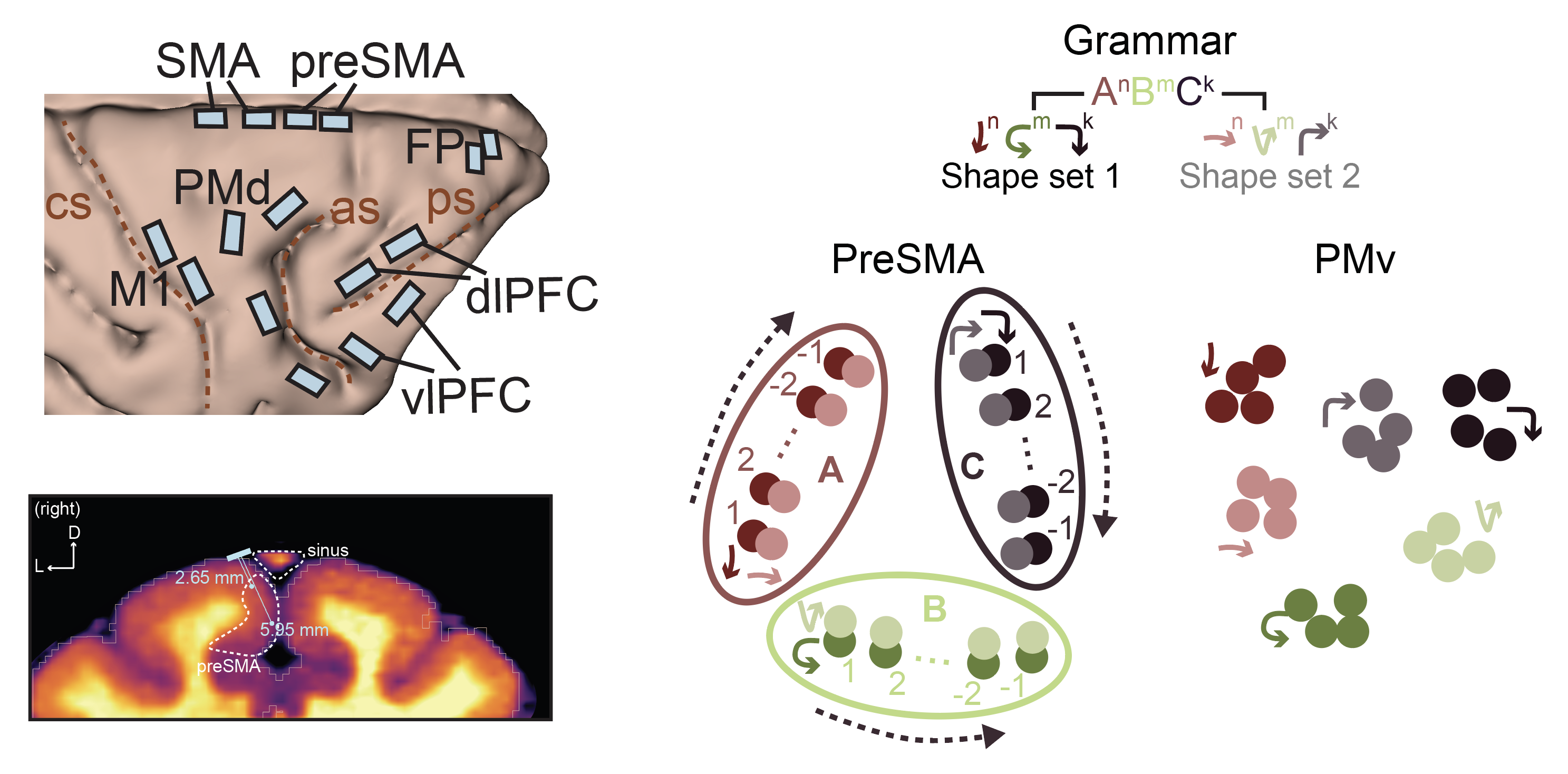 Figure 1 from Neural representation of action grammar structure in primate frontal cortex