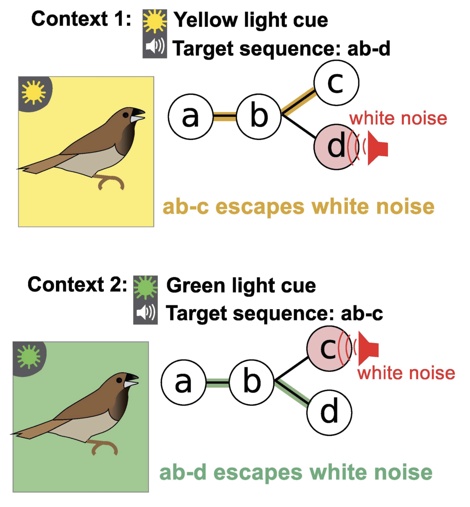 Figure 1 from Songbirds can learn flexible contextual control over syllable sequencing
