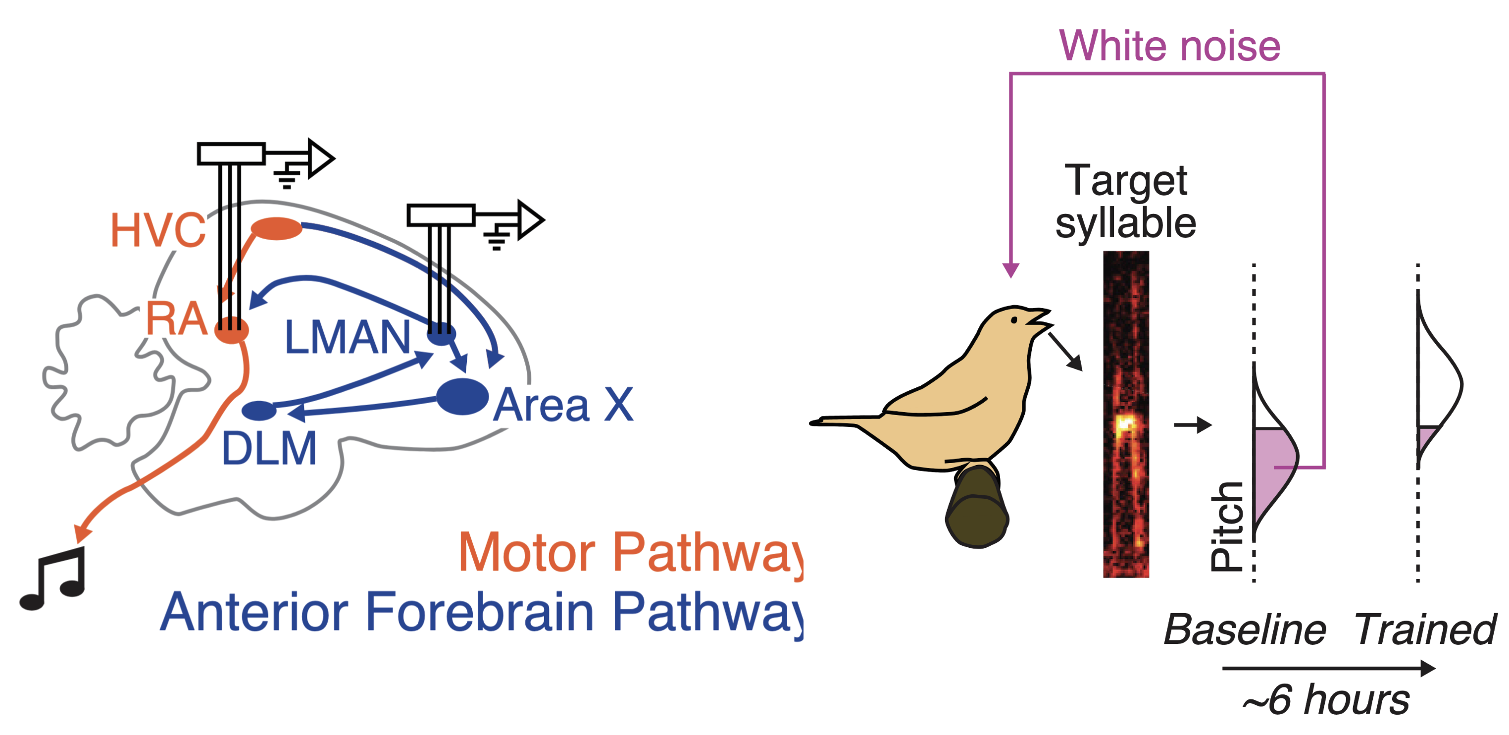 Figure 1 from Dynamic top-down biasing implements rapid adaptive changes to individual movements